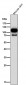 Anti-Hexokinase 1 HK1 Rabbit Monoclonal Antibody
